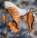 112 Blätter Plückersburg Winter _KA77587-1